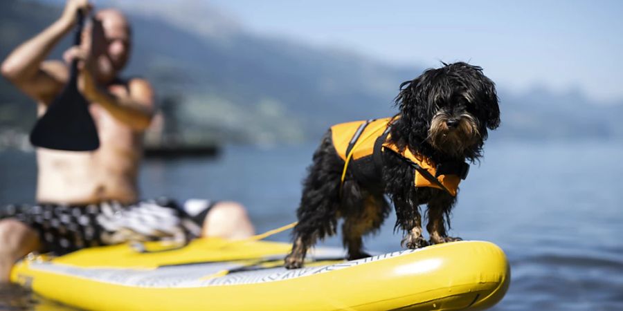 Der Hund Obelix mit Schwimmweste bei seinem ersten Ausflug auf dem Stand-Up-Paddel am Walensee. Bei Mensch und Tier war am Wochenende das kühle Nass gefragt.