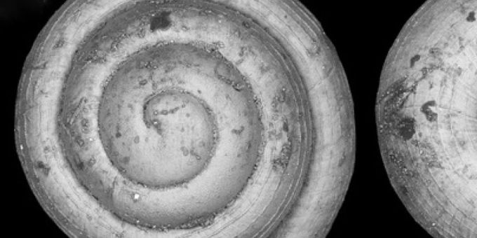Die Schneckenart Angustopila psammion ist die bisher kleinste Landschnecke, die jemals entdeckt wurde. Lediglich aus dem marinen Bereich sind noch kleinere Gastropoden bekannt. Die Schneckenart Angustopila psammion ist die bisher kleinste Landschnecke, die jemals entdeckt wurde. Lediglich aus dem marinen Bereich sind noch kleinere Gastropoden bekannt.