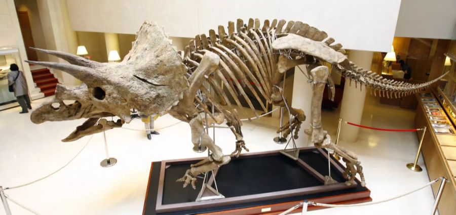 Triceratops