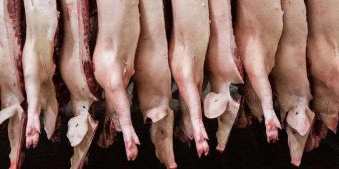 Halbierte Schweine hängen in einem Schlachthof. Der Fleischkonsum in Deutschland ist rückläufig. Foto: Mohssen Assanimoghaddam/dpa Halbierte Schweine hängen in einem Schlachthof. Der Fleischkonsum in Deutschland ist rückläufig. Foto: Mohssen Assanimoghaddam/dpa