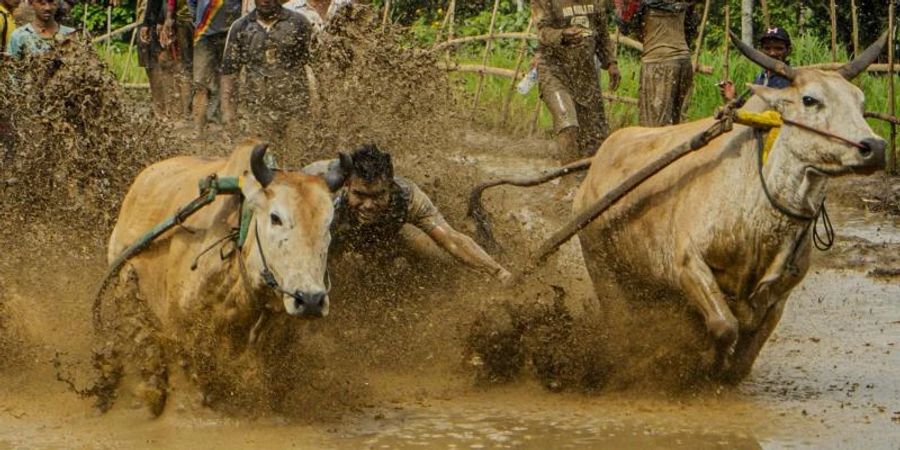 Ein Jockey beim traditionellen «Pacu Jawi»-Kuhrennen in Nagari Labuah in der Provinz West-Sumatra. Foto: Kurniawan Masud/XinHua/dpa