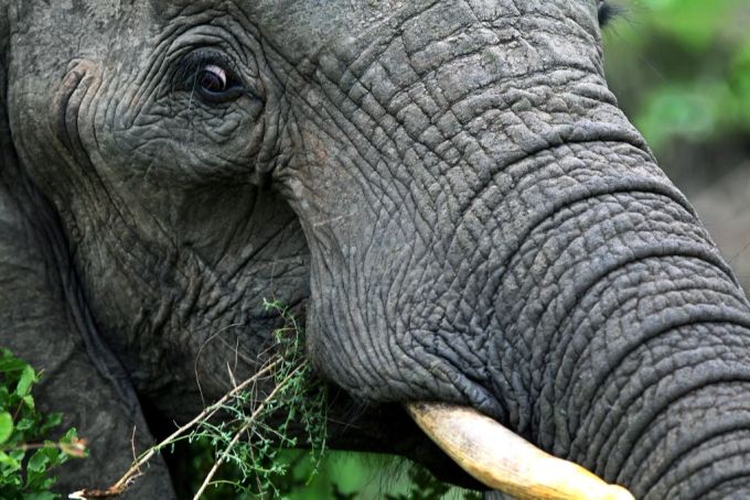 Ein Elefant im Krüger-Nationalpark. elephant
