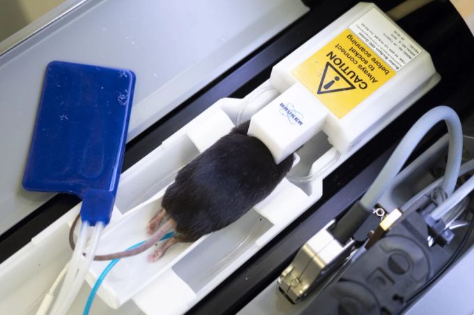 Eine betäubte Maus wird auf ein MRI vorbereitet, im Rahmen eines Forschungprojekts über Krebs, in Lausanne, März 2021. Maus Tierversuch
