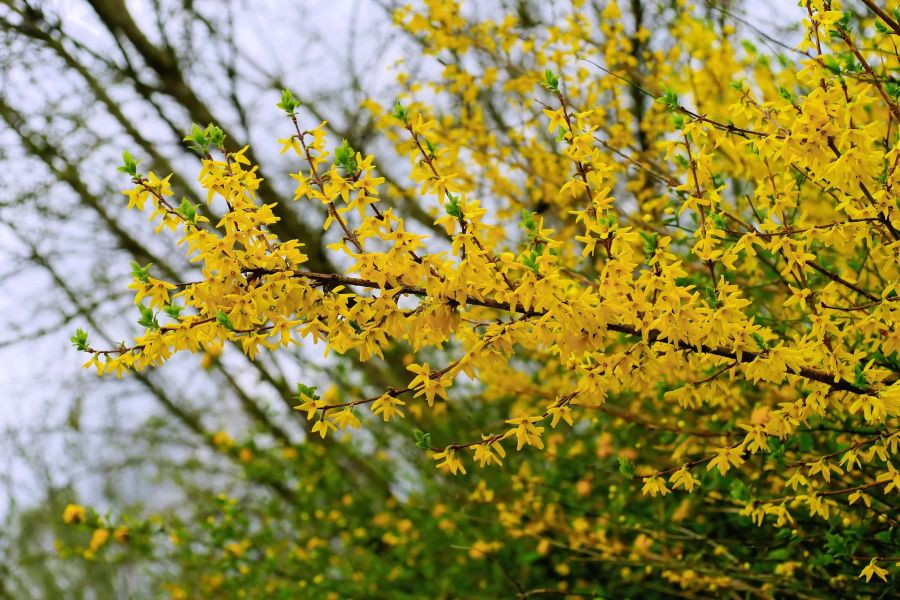 Forsythie Blüte gelb Frühling