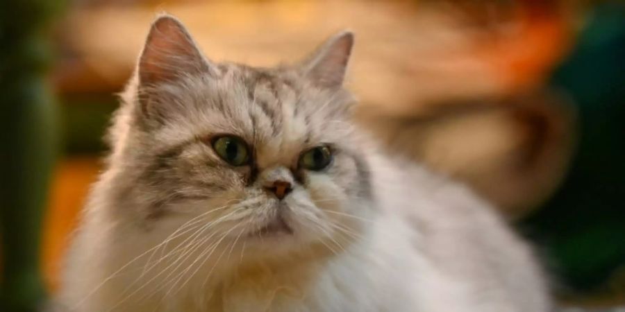 Katze