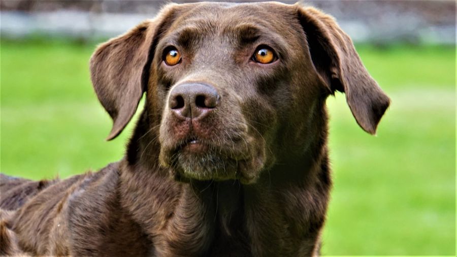 Labrador braun Augen Rasen