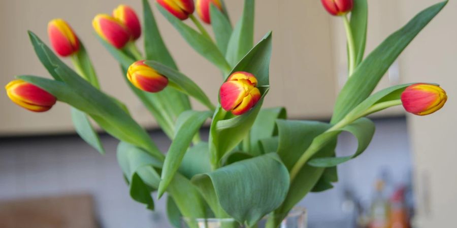 Tulpen können weiterwachsen, auch wenn sie schon in der Vase stehen.