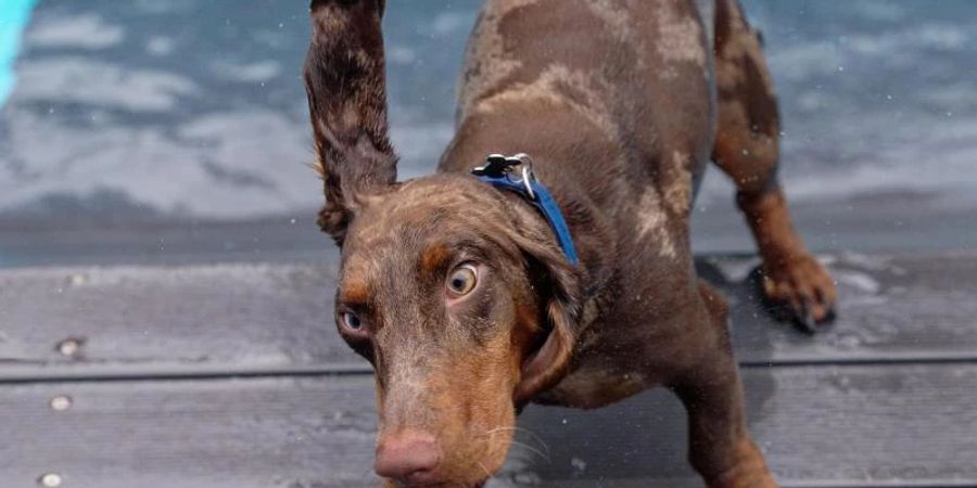 Ein Dackel schüttelt sein nasses Fell. Mittelgrosse Hunde verursachen im Jahr durchschnittlich 1050 Kilogramm CO2. Foto: Henning Kaiser/dpa