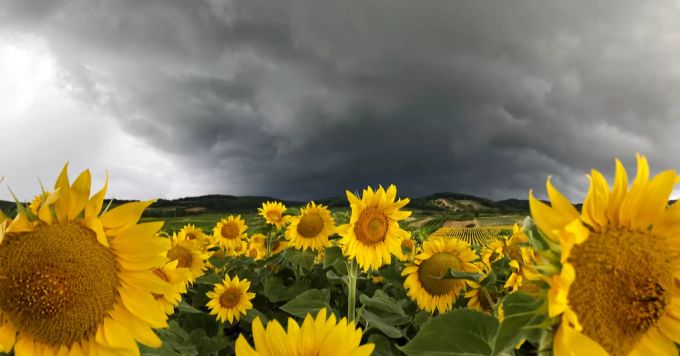 Dunkle Wolken über einem Sonnenblumenfeld. (Symbolbild) Sonneblumen