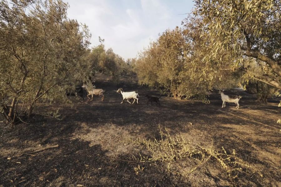 Ziegen durchqueren ein verbranntes Gebiet nördlich von Athen.