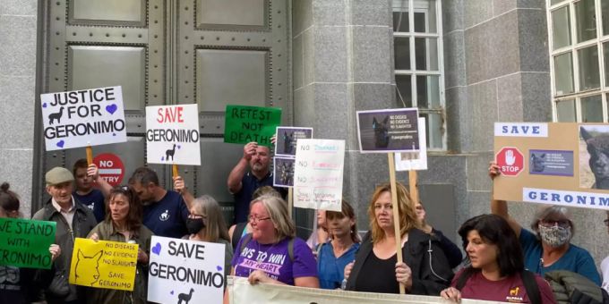Demonstranten protestieren vor dem Umweltministerium gegen die angeordnete Einschläferung von Alpaka Geronimo. Mit einem Protestmarsch in London wollten Unterstützer für die Rettung des mutmasslich an Rindertuberkulose erkrankten Alpakas Geronimo demonstrieren. Foto: Benedikt von Imhoff/dpa geronimo