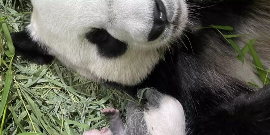 Singpurs erstes Riesenpanda-Baby - hier mit seiner Mama Jia Jia Anfang September. Inzwischen hat das noch namenlose Männchen seine Augen geöffnet - ein Meilenstein, wie sein Refugium, der River Safari Park stolz mitteilt (Pressebild).