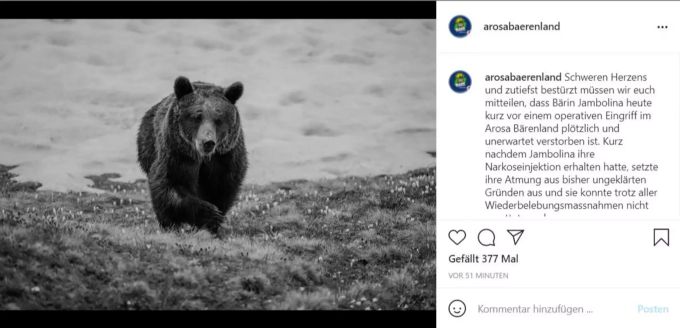 In einer Mitteilung wird bekannt, dass Bärin Jambolina verstorben ist. Bärin Jambolin