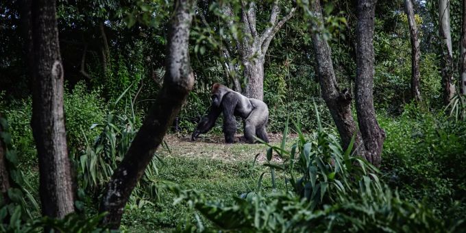 Gorillas sind faszinierende Tiere. Gorilla