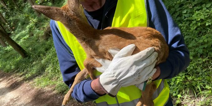 Ein unbekannter Hund jagte am Mittwoch in Suhr ein Rehkitz.