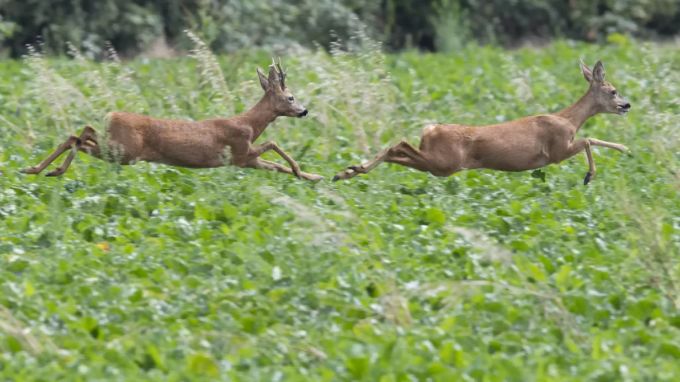 Zwei Rehe springen über eine Wiese. reh