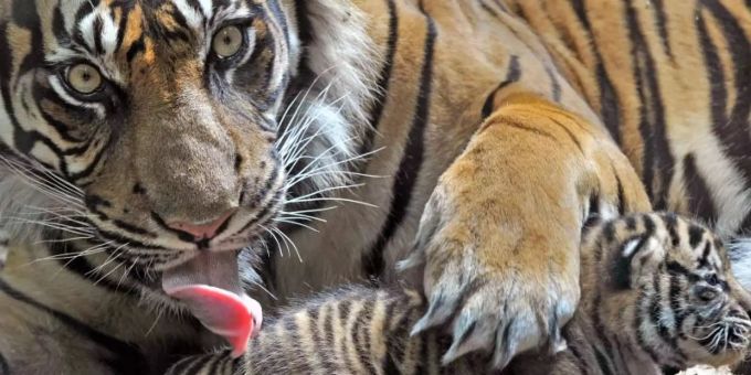 Eine Sumatra-Tigerin in einem Zoo in Deutschland (Symbolbild). Foto: Boris Roessler/dpa Eine Sumatra-Tigerin in einem Zoo in Deutschland (Symbolbild). Foto: Boris Roessler/dpa