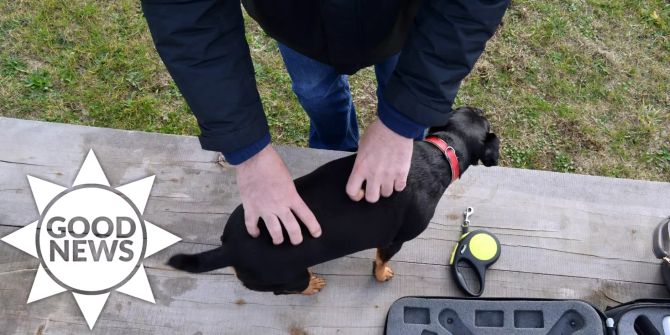 Hund Good News Frankreich