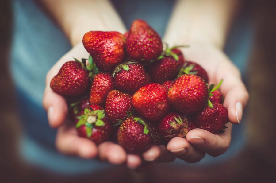 Erdbeeren selbst gepflückt schmecken