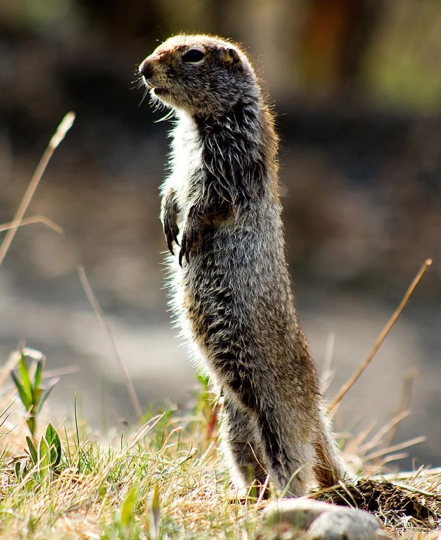 Kanada Erdhörnchen