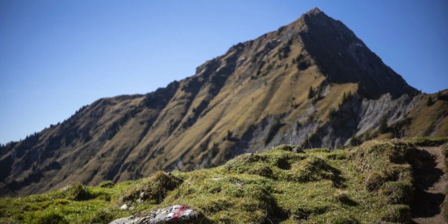 pilze schweizer alpen