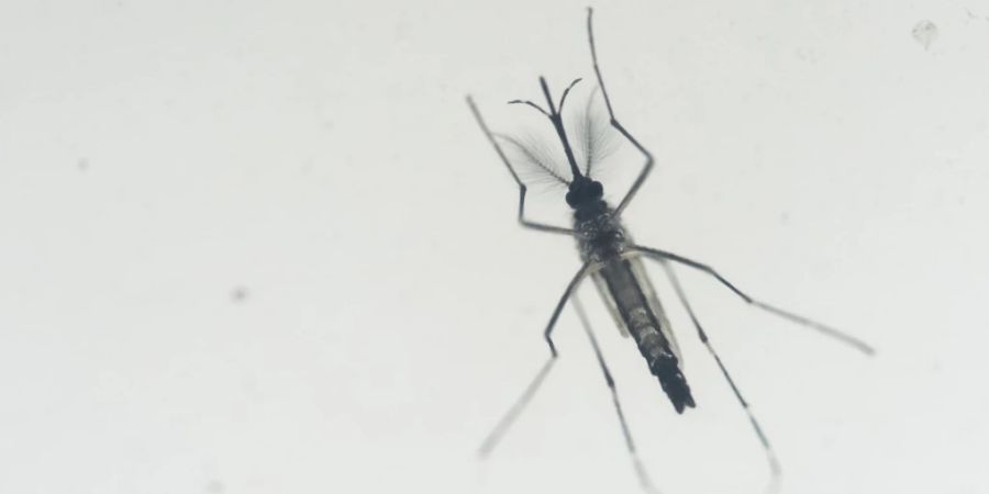 Eine Aedes-aegypti-Stechmücke - potenzielle Trägerin des Zika-Virus. (Archivbild)