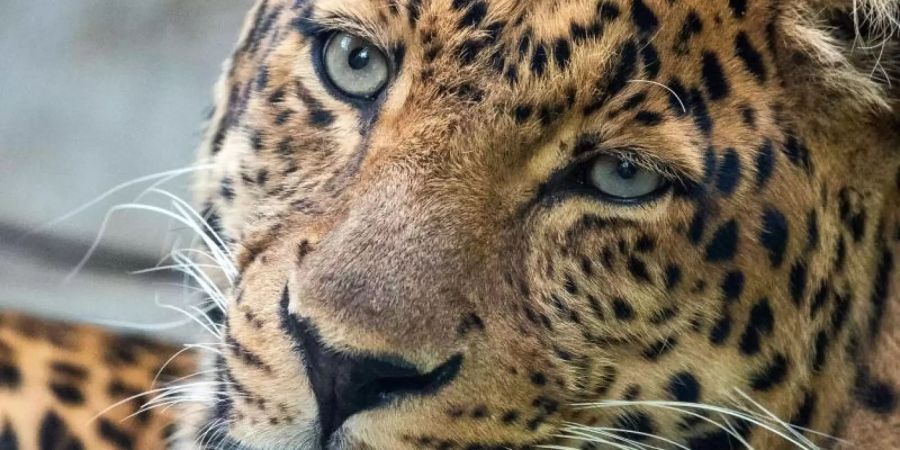 Ein China-Leoparden-Männchen in einem Zoo. Foto: Jens Büttner/dpa-Zentralbild/ZB