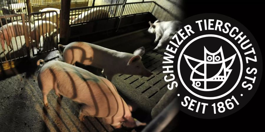 tierschutz fleisch schwein