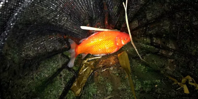 Goldfisch Alarm Im Biotop