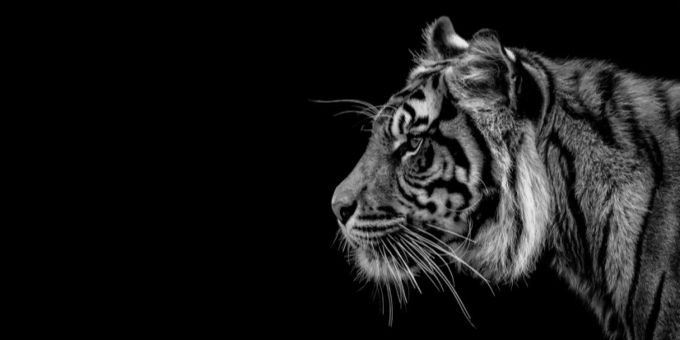 In New York hat sich ein Tiger in einem Zoo mit dem Coronavirus angesteckt. Das Tier leidet unter trockenem Husten und Appetitverlust. Tiger New York