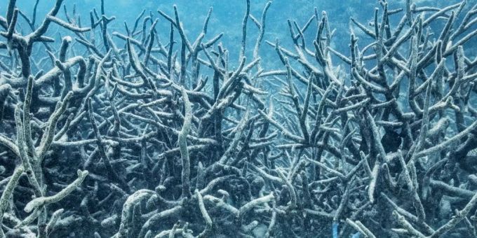 Es ist ein ökologisches Trauerspiel: Sonst bunt wie ein Regenbogen lässt die Korallenbleiche das Great Barrier Reef aussehen wie eine Blumenhecke nach einem Waldbrand. Und es wird von Mal zu Mal schlimmer. Great Barrier Reef