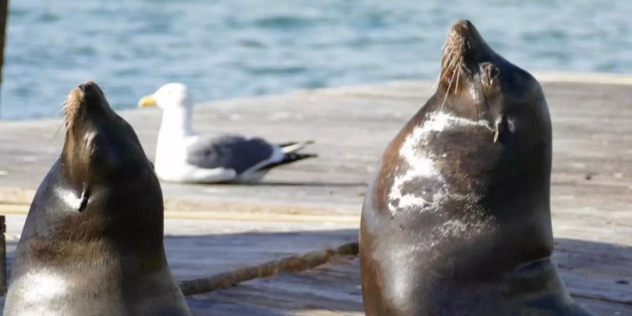 Seelöwen liegen auf den Pontons am Pier 39 am Fisherman’s Wharf. Seit 30 Jahren bieten die Tiere für Besucher eine grosse Show. Foto: Barbara Munker/dpa