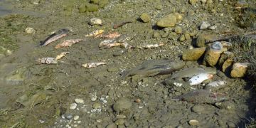 Unbekannte liessen Wasser in Teich ab