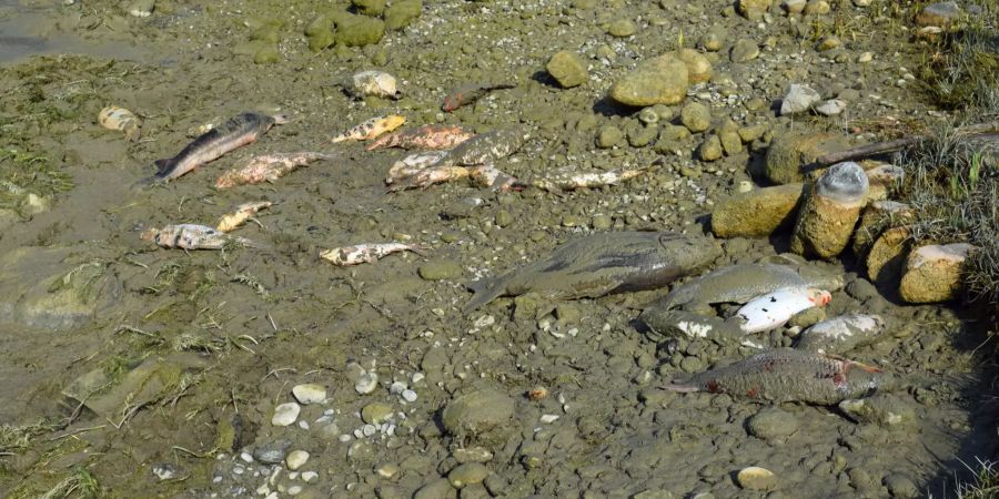 Unbekannte liessen Wasser in Teich ab