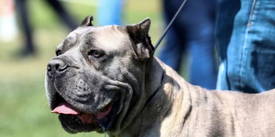 Pitbull sass bei wilder Fahrt in den USA hinter dem Steuer