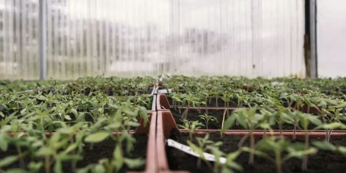 Tomaten-Setzlinge in einem Indoor-Gewächshaus. (Symbolbild) josef starkl