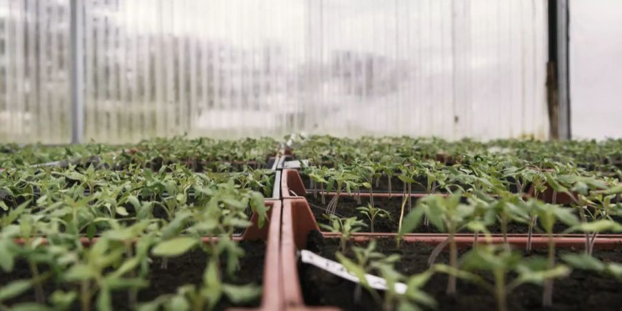 Tomaten-Setzlinge Gewächshaus