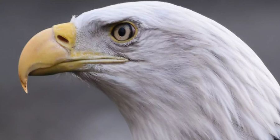 Weisskopfseeadler, das Wappentier der USA. Im Südosten der USA grassierte eine mysteriöse Krankheit, welcher die majestätischen Tiere zum Opfer fielen. Deutsche Forscher enträtselten die Ursache (Archivbild).