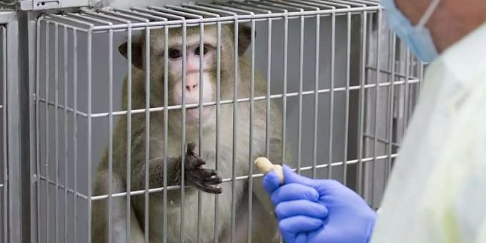 Tierschutz kritisiert - Überzählige Versuchstiere werden getötet