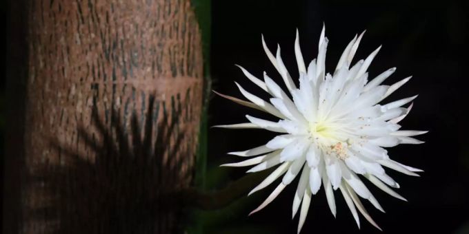 Die seltene amazonische «Mondblume» erblüht im Botanischen Garten der Universität Cambridge. Mondblume