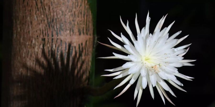 Mondblume