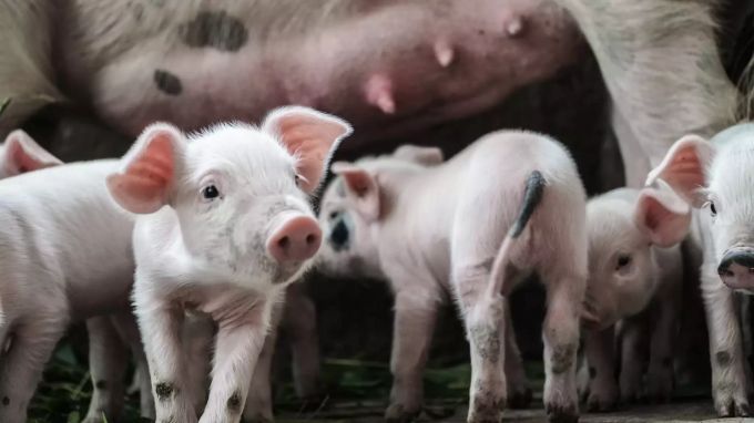Schweine haben ein eigenes Kommunikationssystem. Ferkel