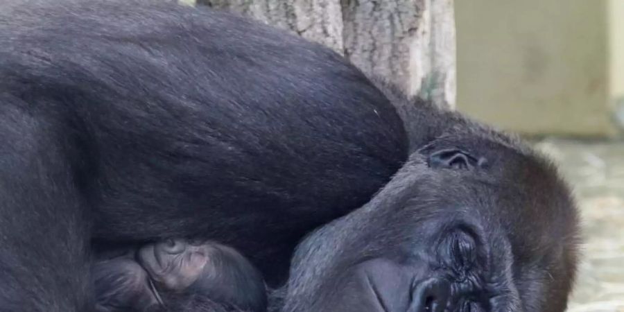 Gorilla-Mutter Bibi passt auf ihr Kleines auf. Foto: Zoo Berlin/dpa