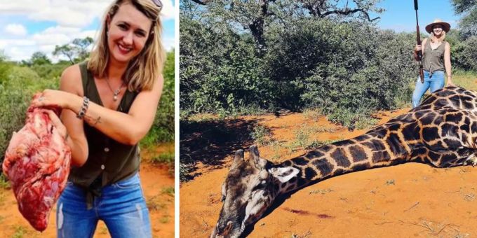 Merelize van der Merwe posiert nach der Jagd mit der abgeschossenen Giraffe. Giraffen Jagd
