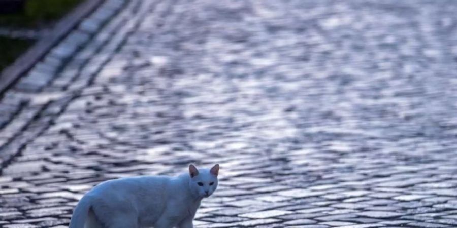 Katze mit Gefühlen: Die britische Regierung will das Land zum Vorreiter bei Tierrechten machen. (Symbolbild). Foto: Jens Büttner/dpa-Zentralbild/ZB
