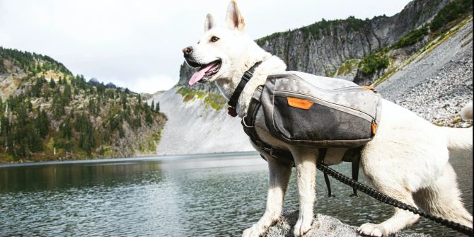 Packtaschen Hunde Wanderungen Gewicht