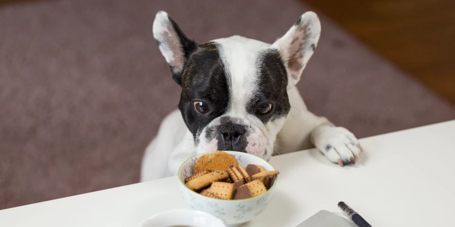 Hund Futter Guetzli