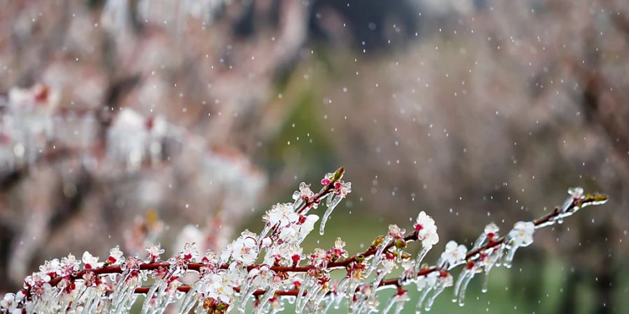 Gefrorene Aprikosenblüten im Frühling in Martigny (VS). (Archivbild)