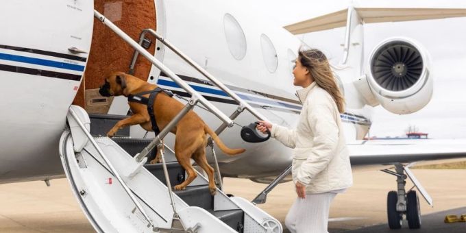 «K9 Jets» bietet Flüge für Hunde an. Flüge