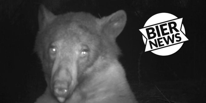 Überraschung! - Schwarzbär macht 400 Selfies mit Wildtier-Kamera
